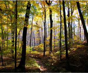 Carbon Credit